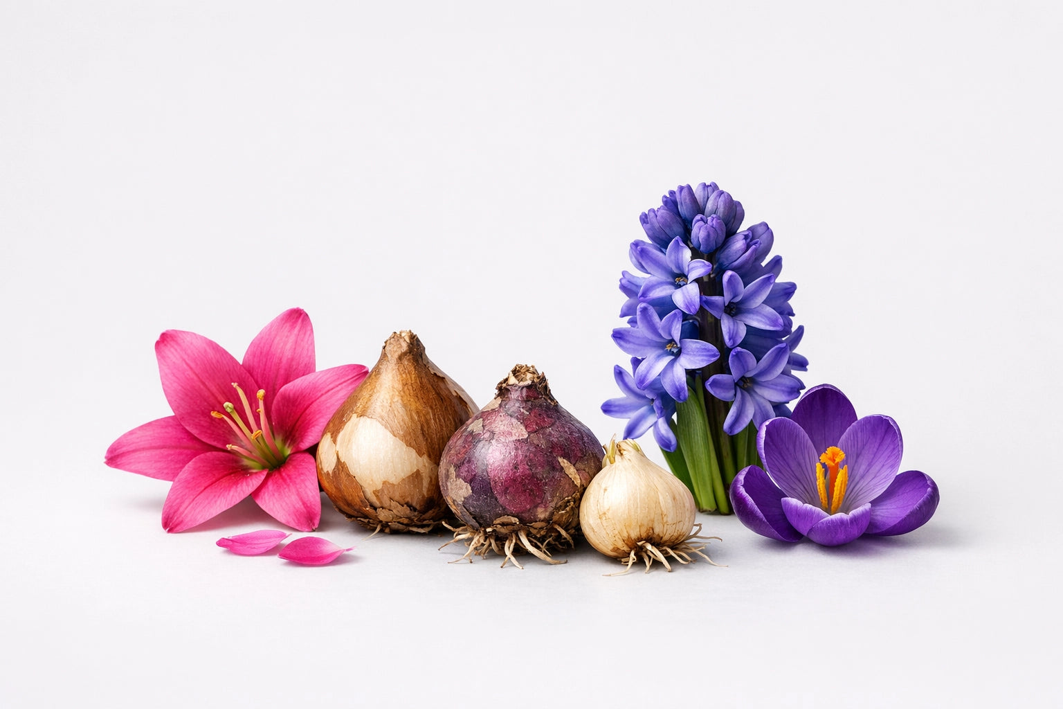 Bulbi da fiore
