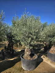 OLEA EUROPAEA BONSAI 100 CRF.120/140 Lt.285