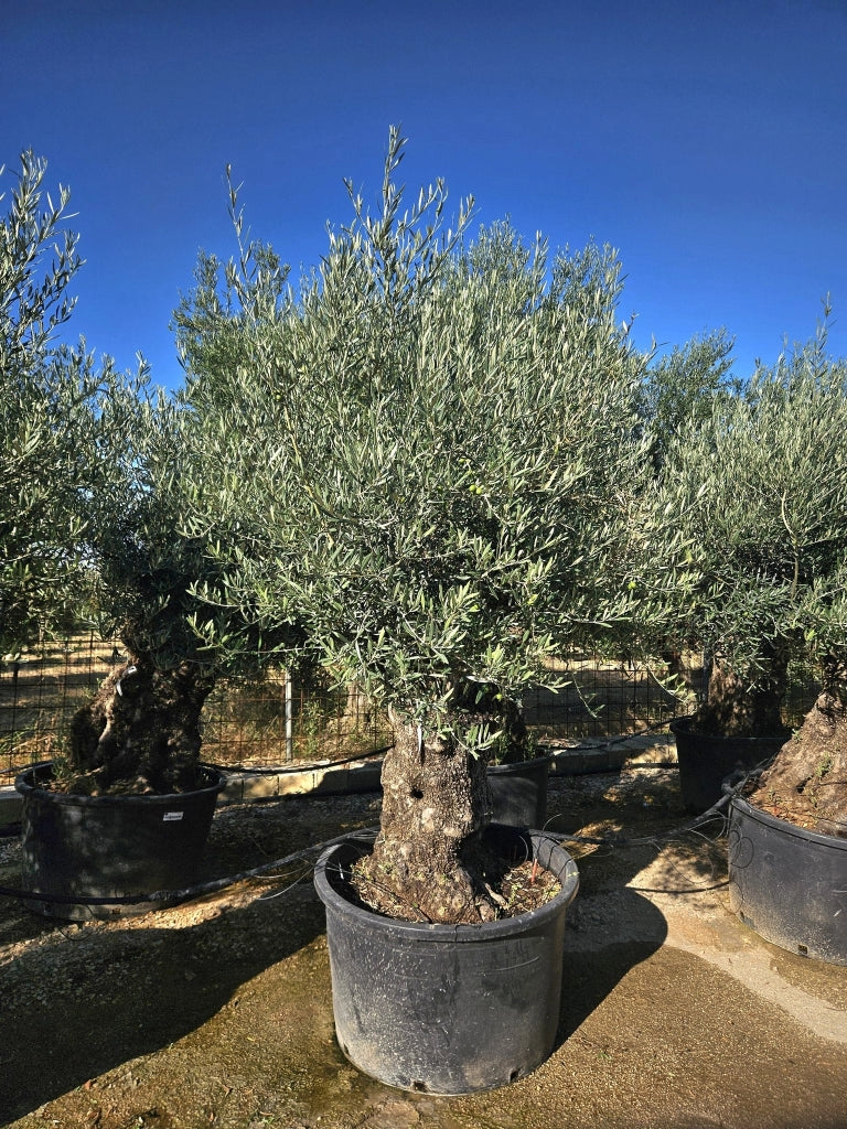 OLEA EUROPAEA BONSAI 100 CRF.120/140 Lt.285