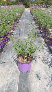 VERBENA BONARIENSIS VASO 18
