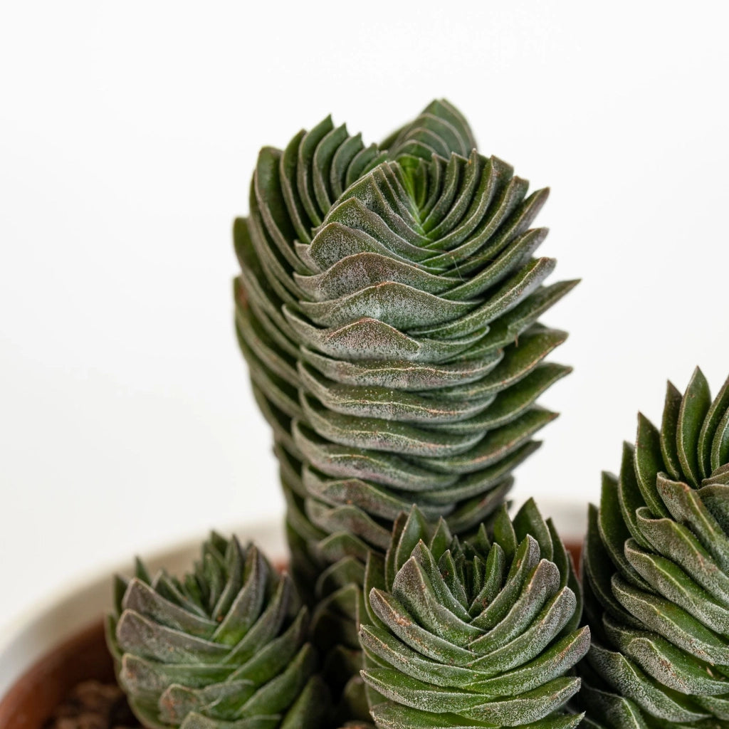 CRASSULA TEMPIO DI BUDDHA - Pianta Grassa Vaso 5,5 cm Foto Reali