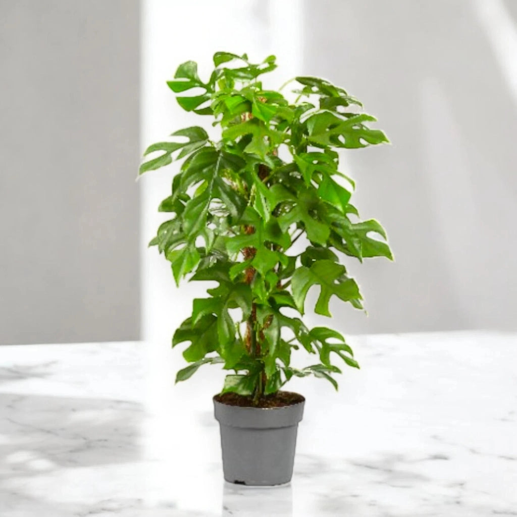 Gardenaria Philodendron 'Minima' - Pianta da interno ornamentale Altezza: 45 cm (vaso 19)