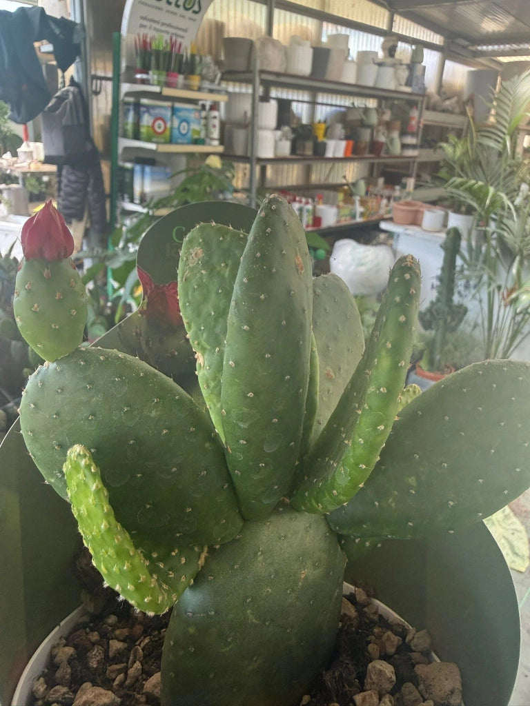 Opuntia inamoena vaso 14 cm – Cactus ornamentale
