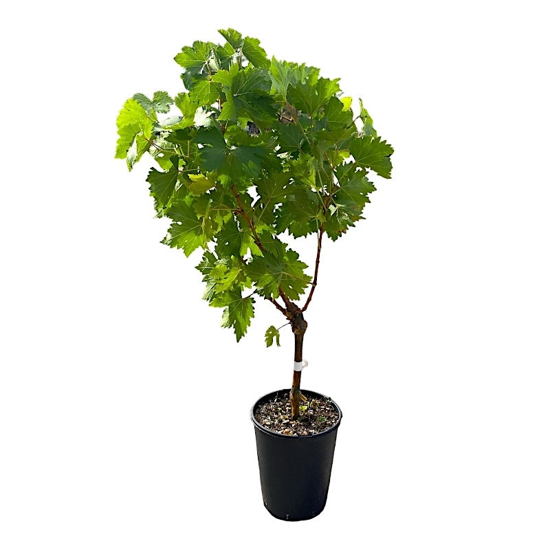 Pianta di UVA VITE innestata DA TAVOLA FRAGOLA BIANCA in vaso 18 cm AMDGarden