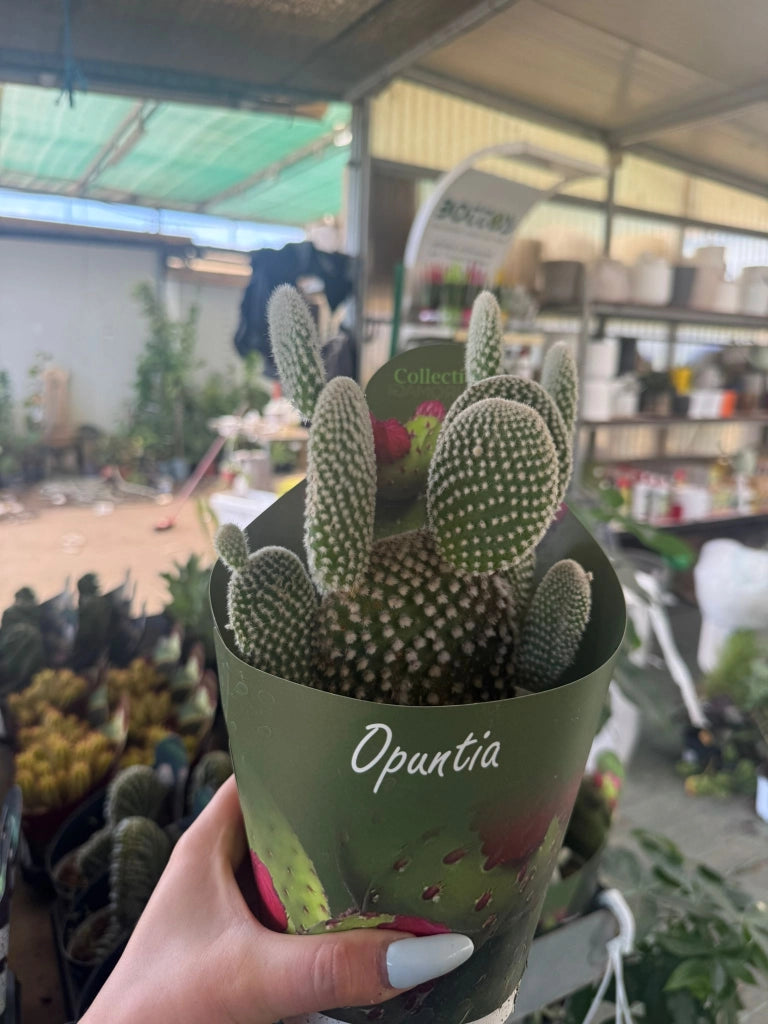 Opuntia microdasys in vaso 14 cm – Cactus ornamentale resistente e decorativo