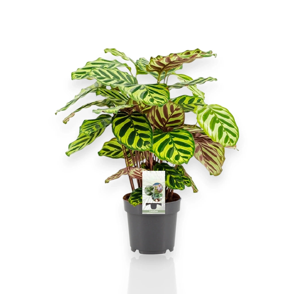 Gardenaria Calathea makoyana - Pianta da interno ornamentale Altezza: 45 cm (vaso 14)