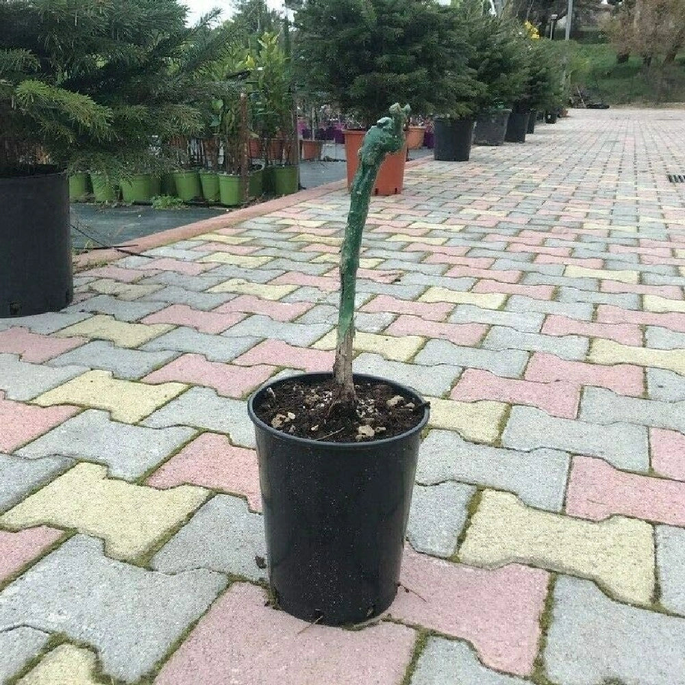 Pianta di UVA VITE innestata DA TAVOLA CARDINAL nera in vaso 18 cm AMDGarden