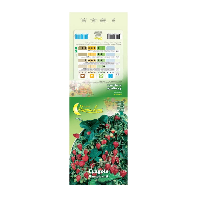 SEMI ORTO FRAGOLE RAMPICANTI- 10,0 pz