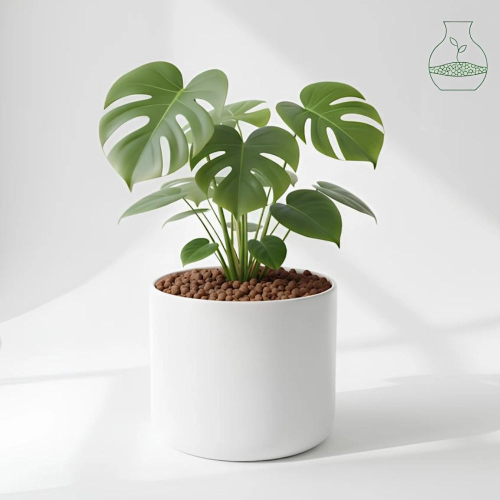 Argilla espansa leggera per piante 50 l 8-20 mm pezzi 10