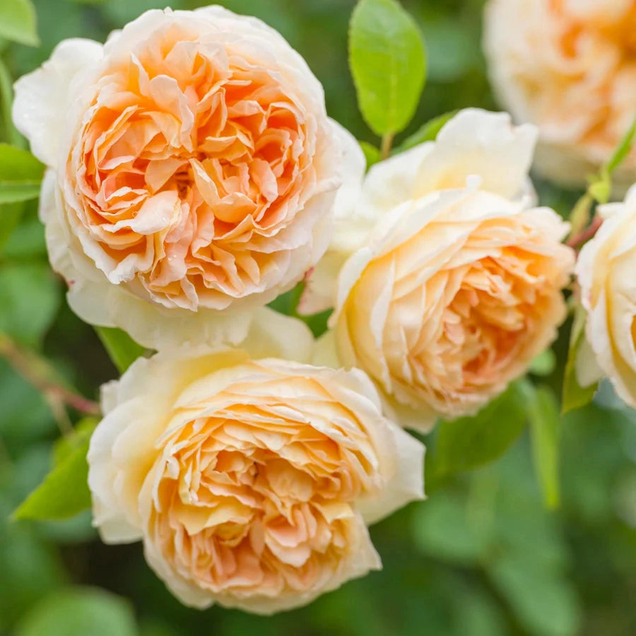 Gardenaria Rosa 'Bathsheba' - Rosa da giardino Altezza: 40/50 cm (vaso20)