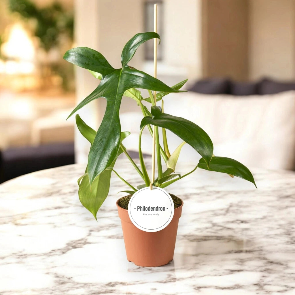 Gardenaria Philodendron 'Gladhands' - Pianta da interno ornamentale Altezza: 40 cm (vaso 12)