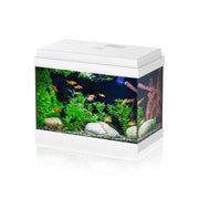 Aqpet Simply LED 30 bianco - acquario cm39x22x30h completo di filtro e illuminazione