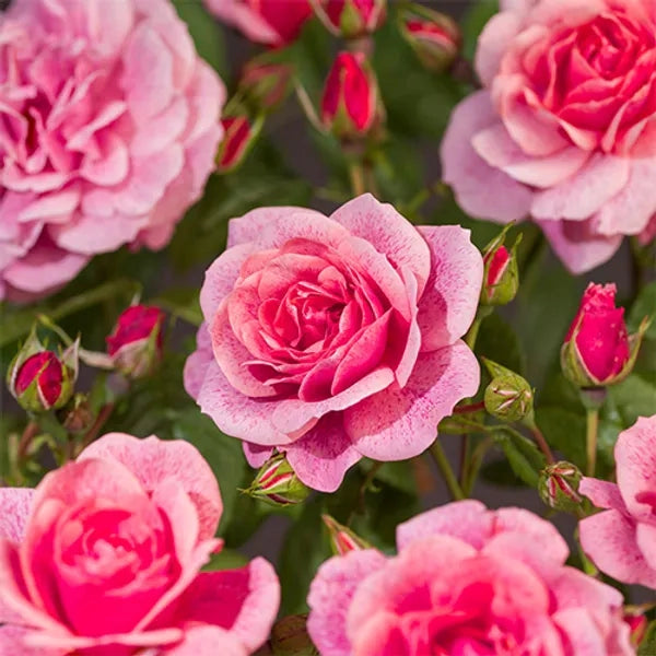 Gardenaria Rosa 'Camelot' - Rosa da giardino Altezza: 40/50 cm (vaso20)