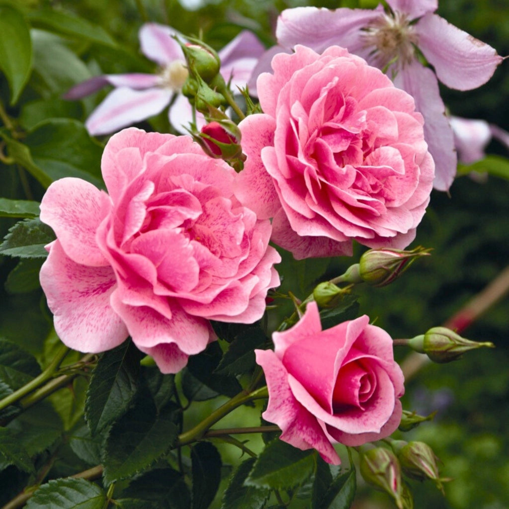 Gardenaria Rosa 'Camelot' - Rosa da giardino Altezza: 40/50 cm (vaso20)