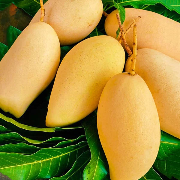 PIANTA DI MANGIFERA INDICA MANGO NAM DOC MAI H 140CM
