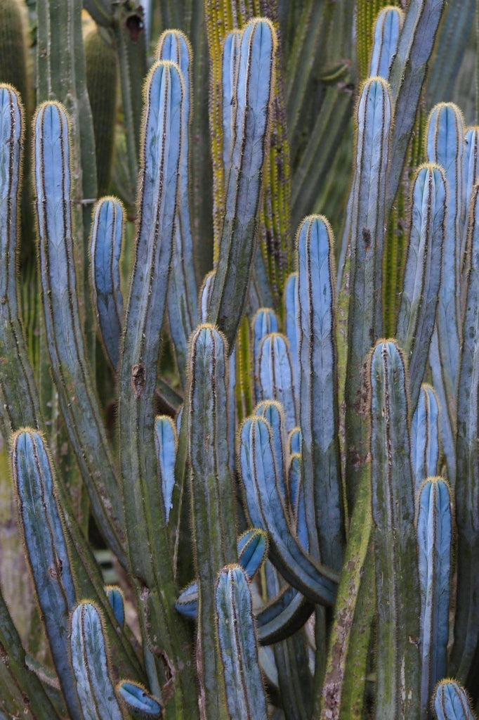 MYRTILLOCACTUS GEOMETRIZANS (CACTUS MIRTILLO) VASO 25