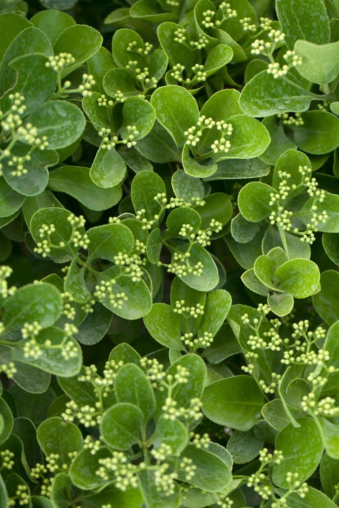 EUONYMUS LIVORNESE (EVONIMO) VASO 18