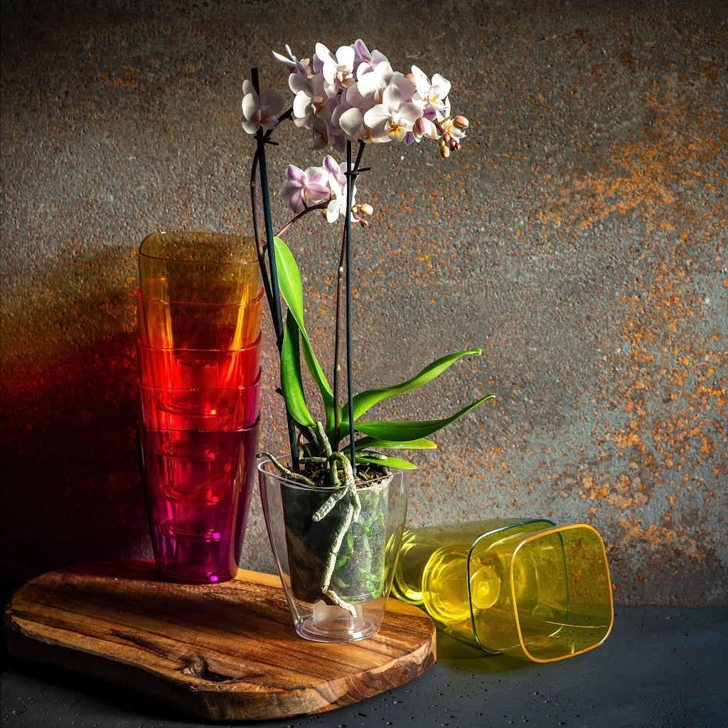 Coprivaso KADAX per orchidee, in plastica, trasparente, 13 cm