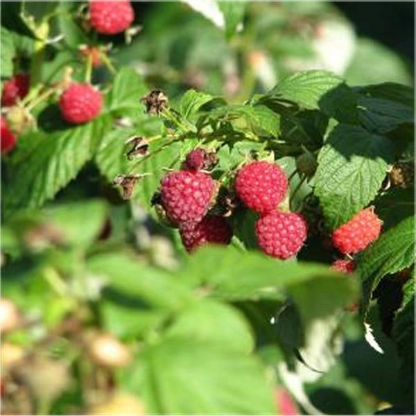 Lampone Rubus Ideaus vaso 18cm