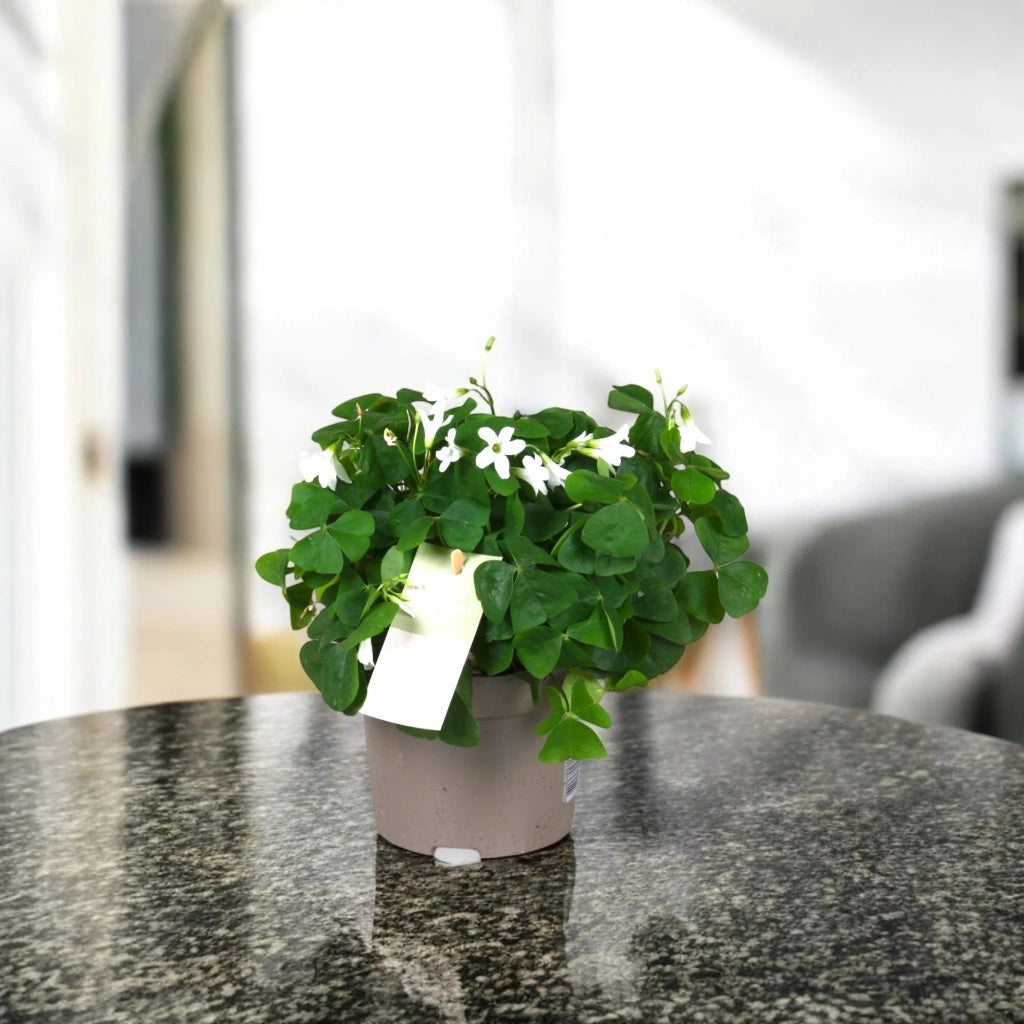 Gardenaria Oxalis triangularis papilionacea - Pianta da interno ornamentale Altezza: 20 cm (vaso 12)