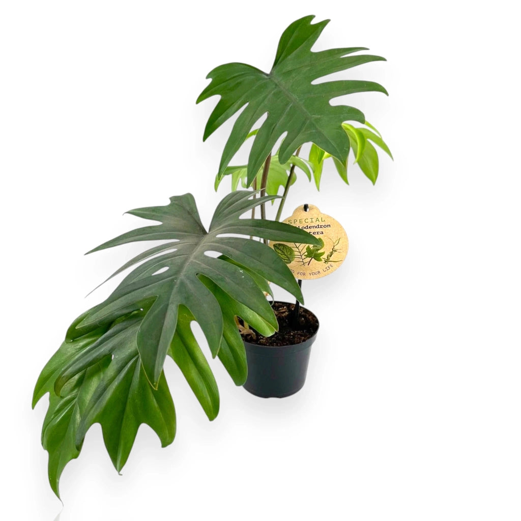 Gardenaria Philodendron 'Mayoi' - Pianta da interno ornamentale Altezza: 30 cm (vaso 12)