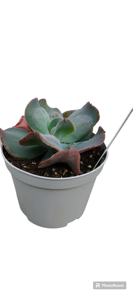 Pianta Echeveria culibra, foto reali