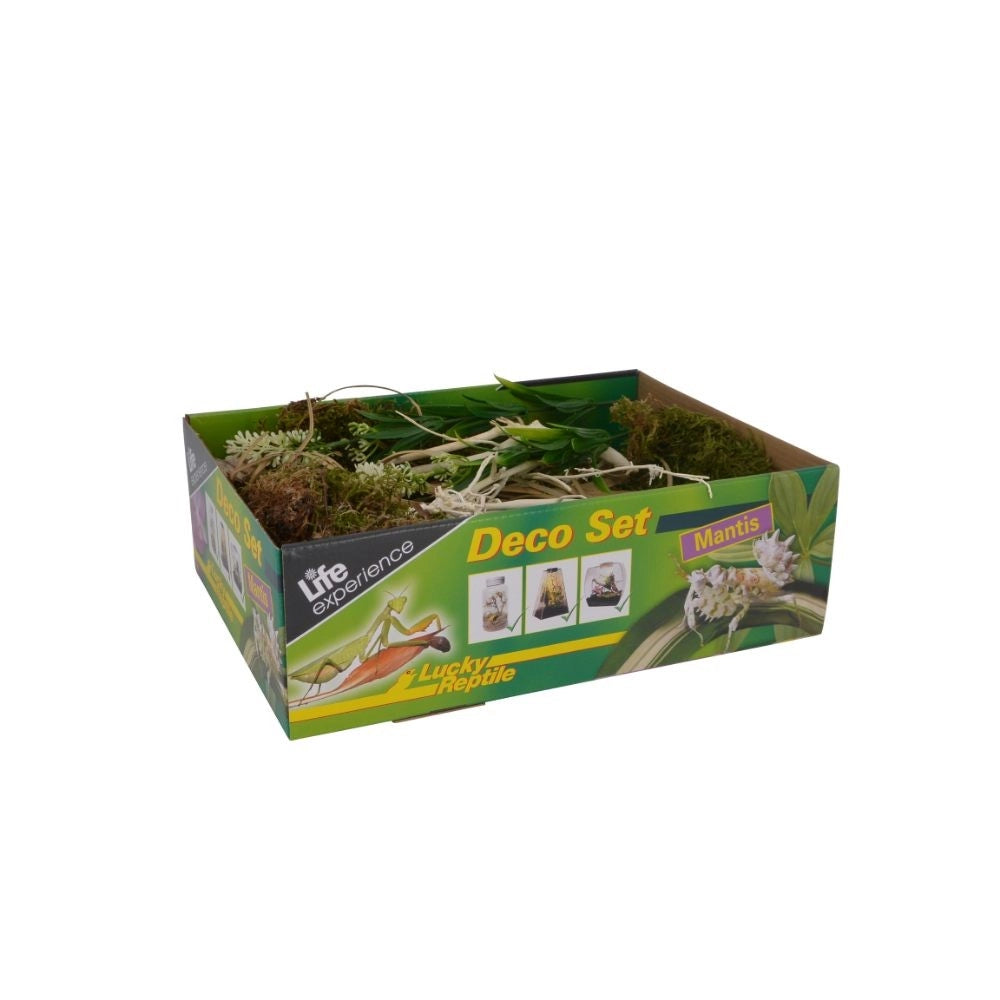 Lucky Reptile Life Experience Deco Set Mantis - Decorazioni Insetti Tropicali