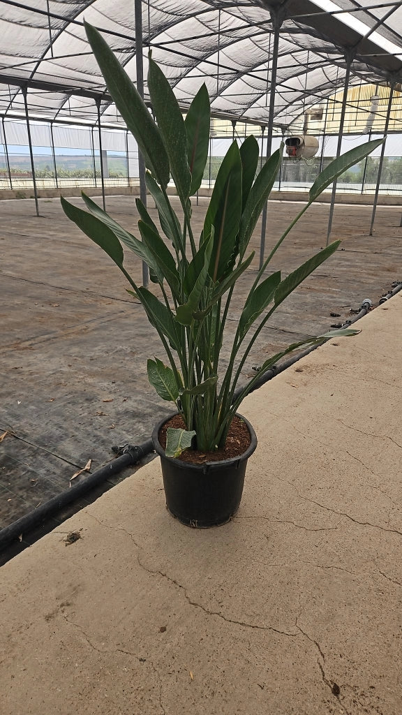 STRELITZIA REGINAE VASO 45
