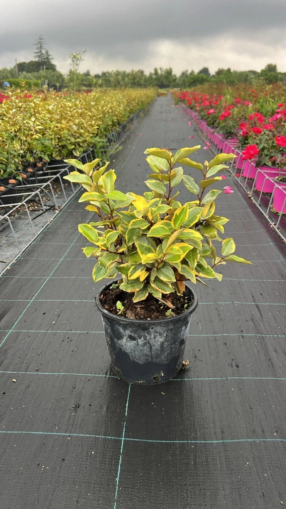 Olivagno Elaeagnus Ebbingei Viveleg Vaso 18 cm Sempreverde Variegato