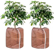 Protettore Termico per Pianta, Sacchetto di Protezione per Pianta di Interno, Protezione per Pianta di Vaso con Cordino, 2 pezzi - 60 x 90 cm