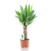 Gardenaria Yucca - Pianta da interno ornamentale Altezza: 50 cm (vaso 12)