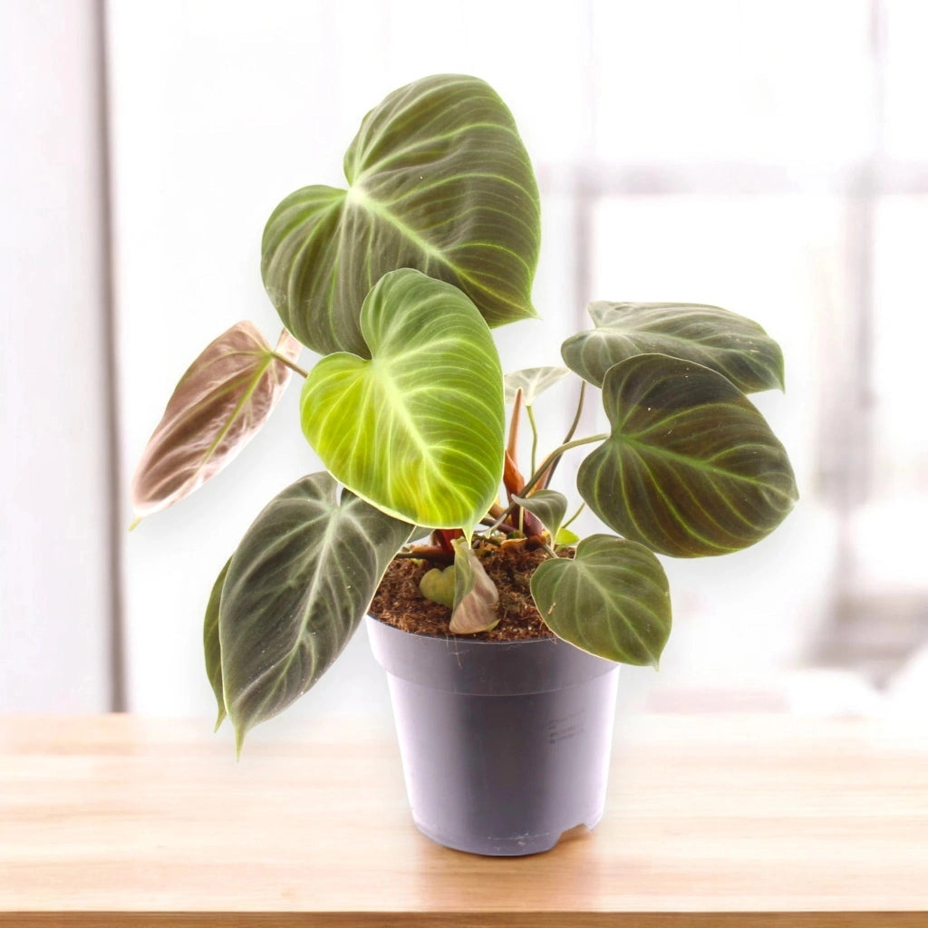 Gardenaria Philodendron 'Choco red' - Pianta da interno ornamentale Altezza: 40 cm (vaso 12)