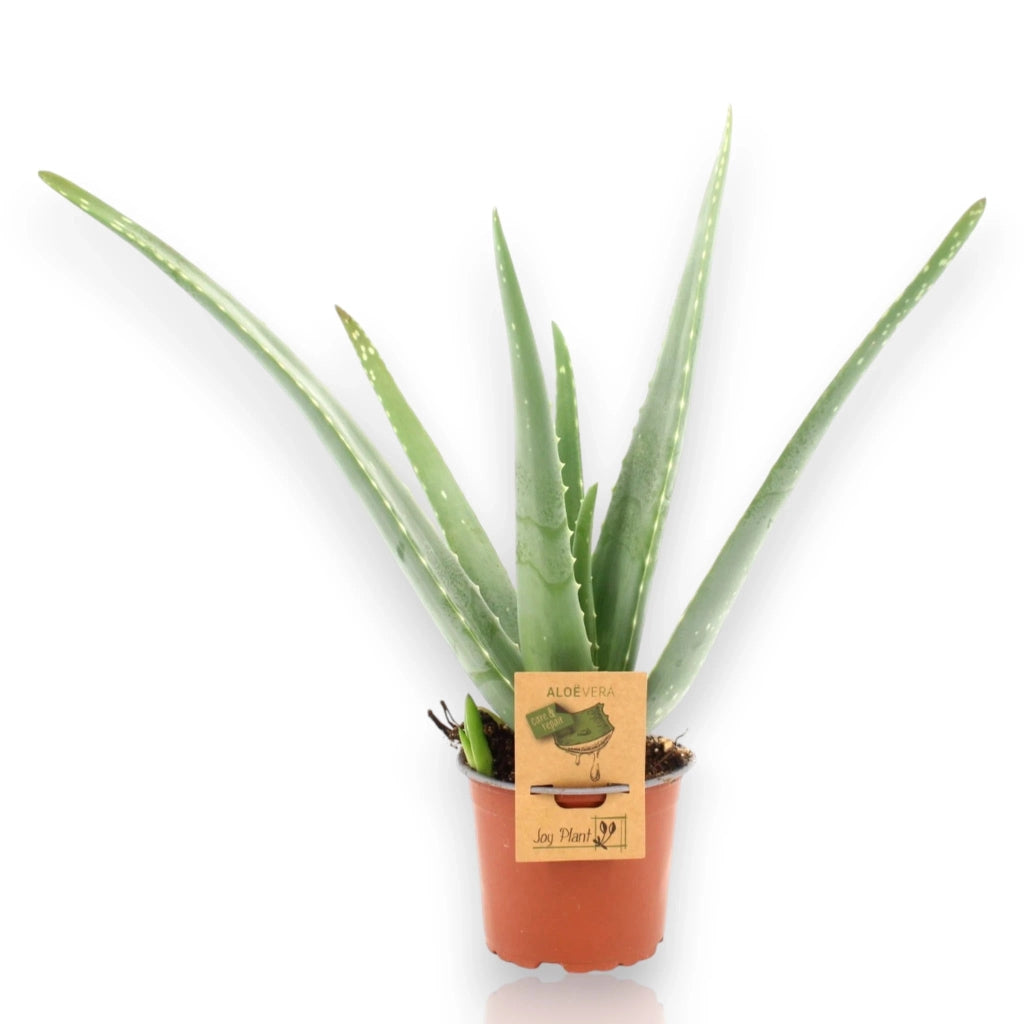 Gardenaria Aloe vera - Pianta da interno ornamentale Altezza: 50 cm (vaso 14)