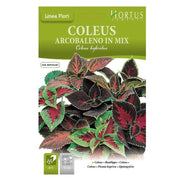 Coleus Arcobaleno mix DB