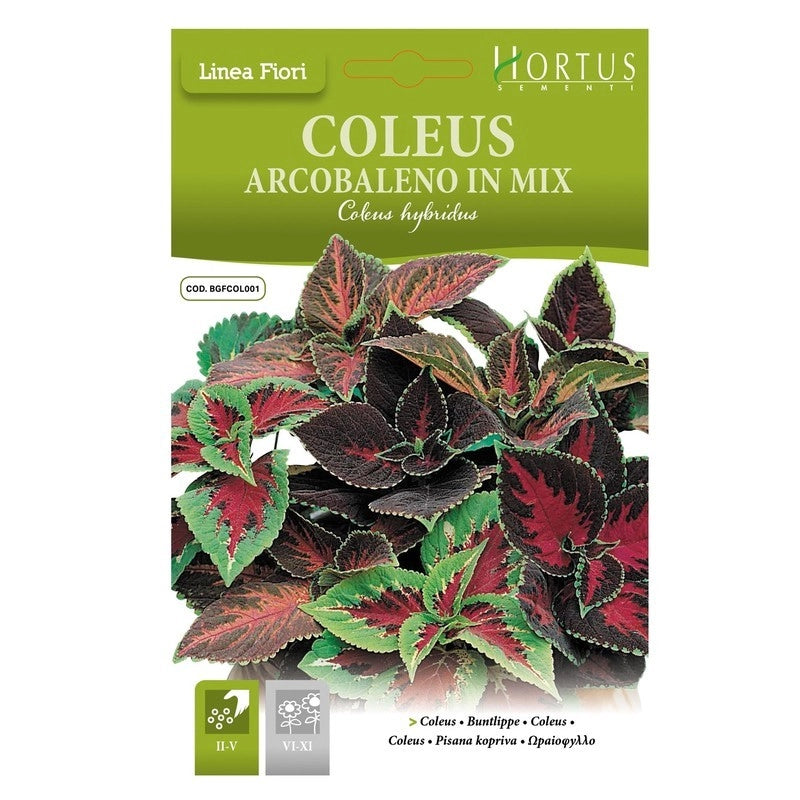 Coleus Arcobaleno mix DB