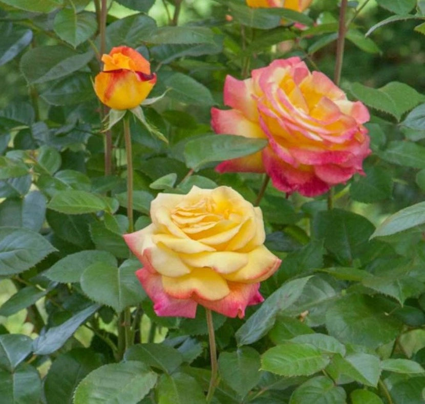 Rosa Oriental PEACE ® Baipeace