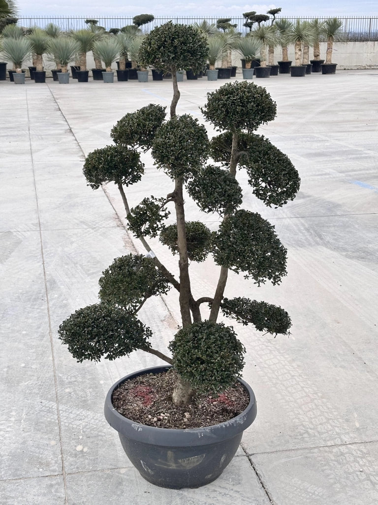 ILEX CRENATA KINME BONSAI CIOTOLA 60