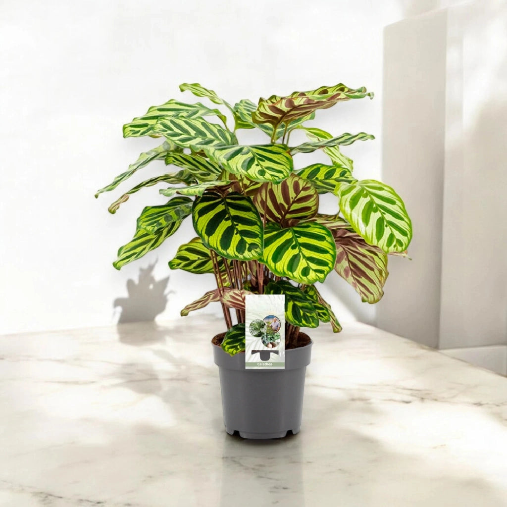 Gardenaria Calathea makoyana - Pianta da interno ornamentale Altezza: 45 cm (vaso 14)