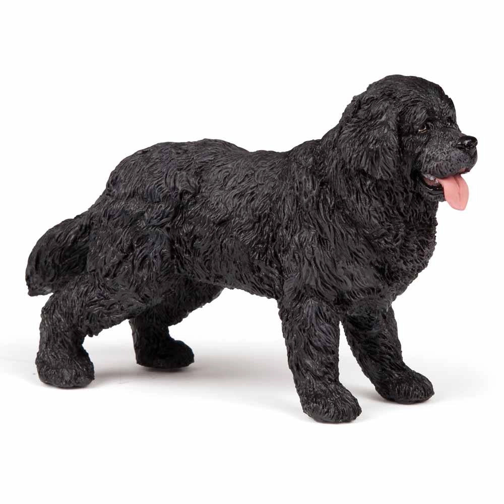 Papo - Newfoundland