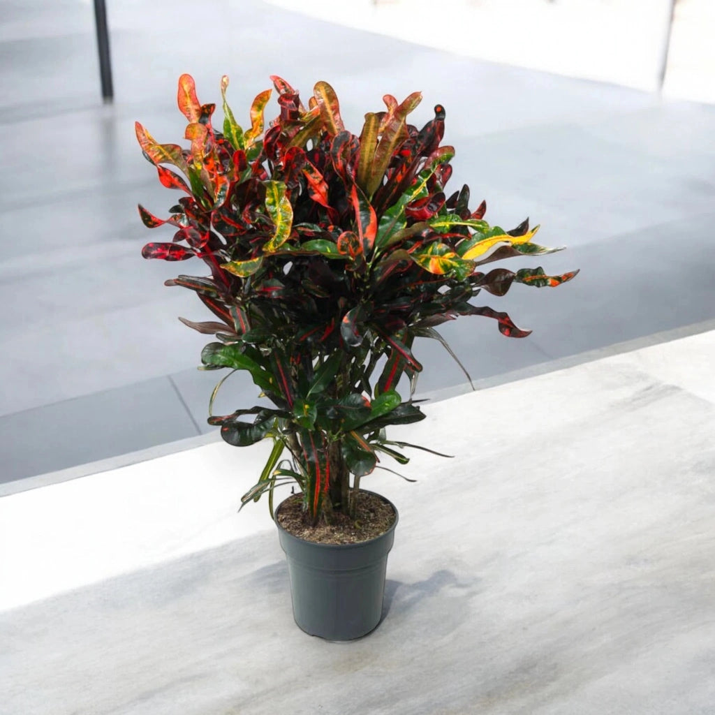 Gardenaria Codiaeum variegatum 'Mammi' - Pianta da interno ornamentale Altezza: 130 cm (vaso 27)