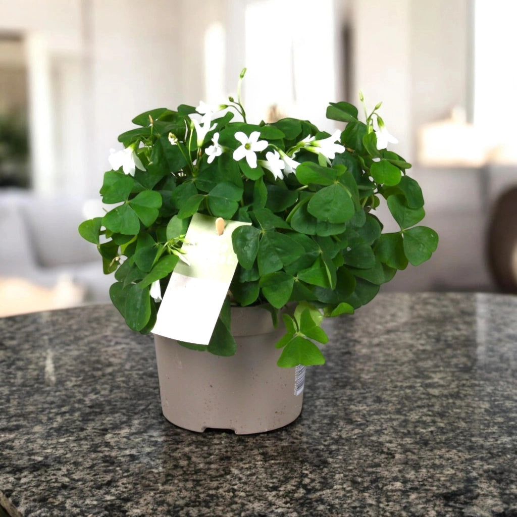 Gardenaria Oxalis triangularis papilionacea - Pianta da interno ornamentale Altezza: 20 cm (vaso 12)