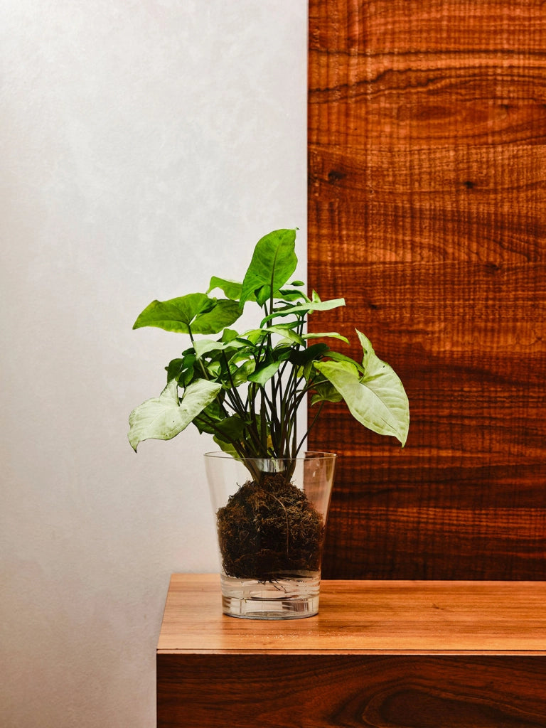Vaso da Interno e Esterno Ø13,5x16 cm in Plastica Orchidea 14 Trasparente