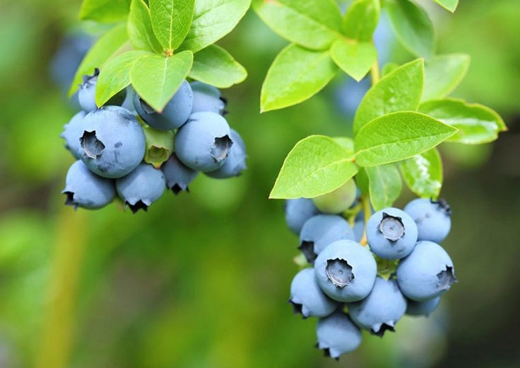 Vaccinium corymbosum Patriot mirtillo americano