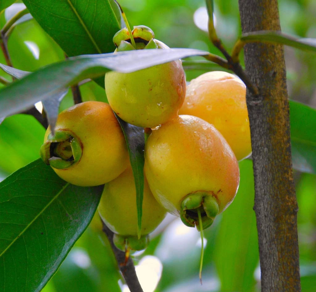 Syzygium jambos (Melarosa)