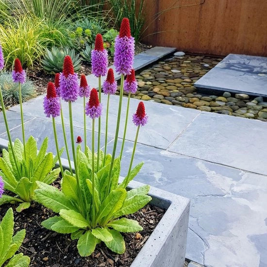 Set di Primula Vialii invernale da 6 pezzi - Pianta perenne - Altezza 20 cm - Vaso 9 cm - Fiori spettacolari - Fioritura abbondante - Fiore a forma di chiave