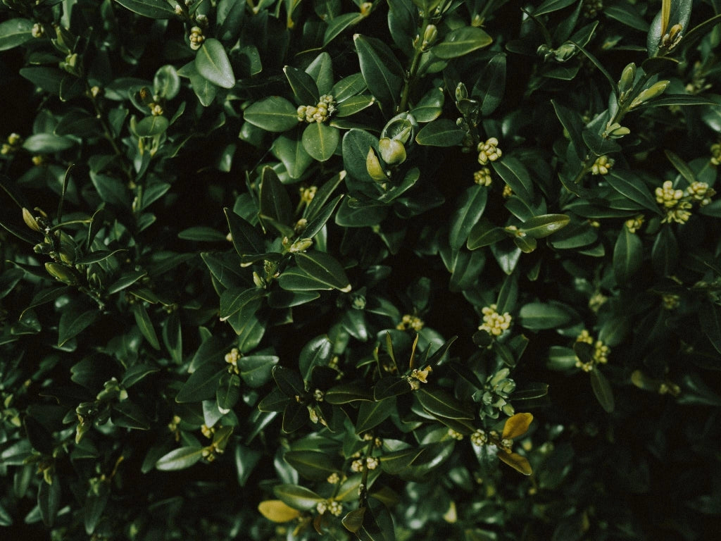 BUXUS PUMILLA (BOSSO) VASO 16
