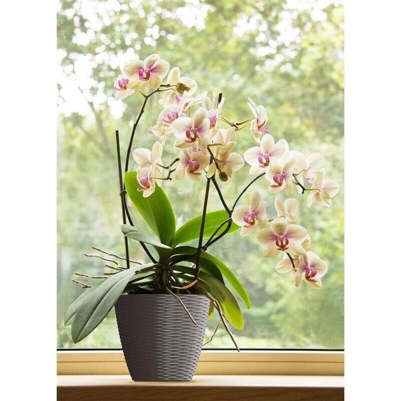 BAMA PORTAVASO PAGLIA 14CM ANTRACITE
