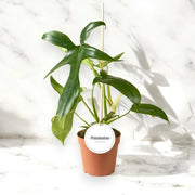 Gardenaria Philodendron 'Gladhands' - Pianta da interno ornamentale Altezza: 40 cm (vaso 12)