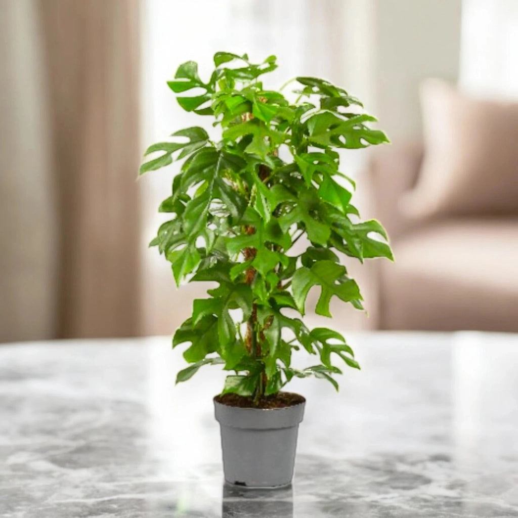 Gardenaria Philodendron 'Minima' - Pianta da interno ornamentale Altezza: 45 cm (vaso 19)
