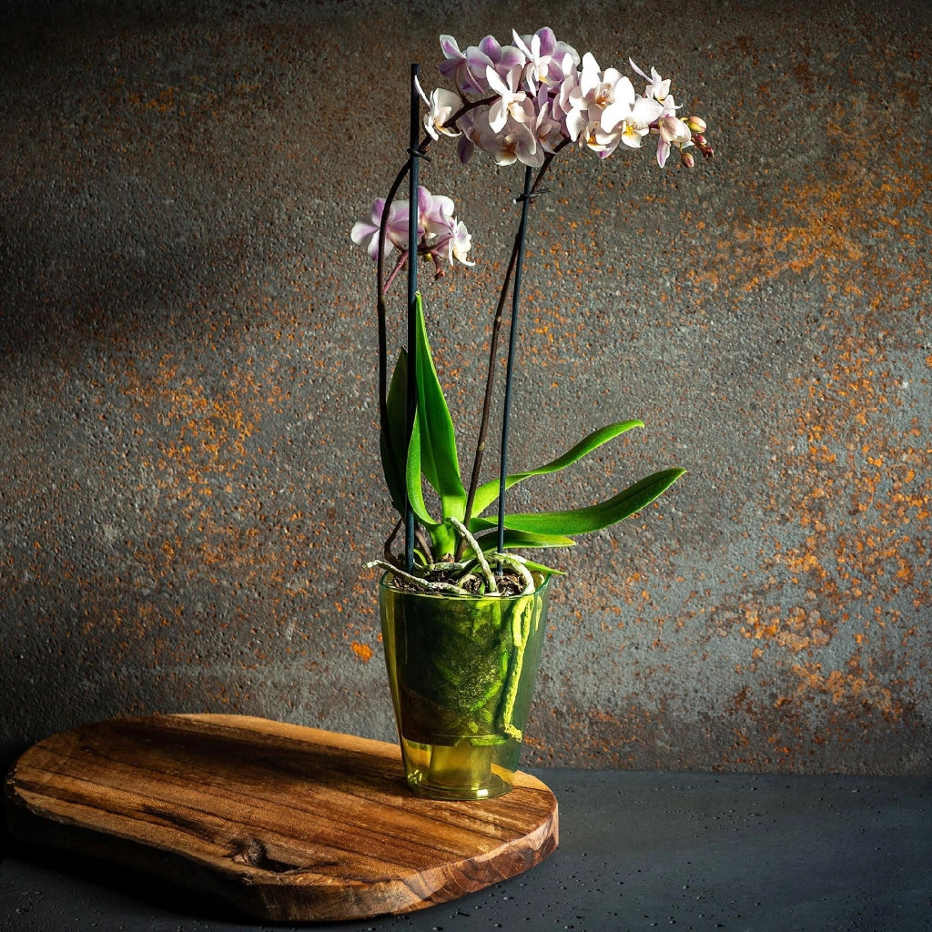 Vaso per orchidee KADAX in plastica, verde, resistente, 9 cm